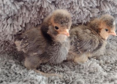 Candy Corn Polish Chicks