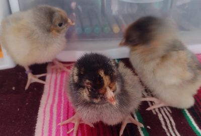 Blue Laced Red Wyandotte chicks
