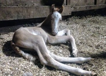 Gracie
Palomino Sabino Filly
