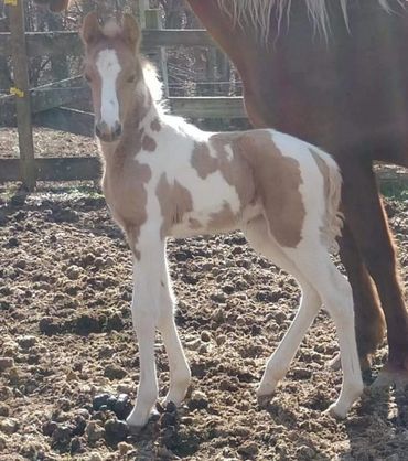 Legacy
Palomino Tobiano Filly