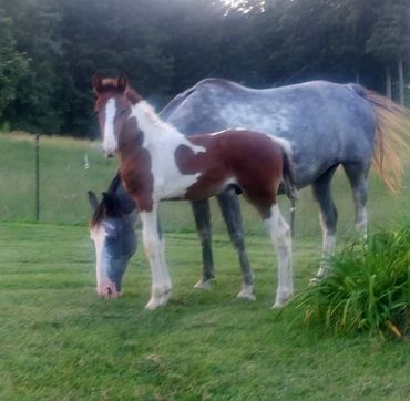 Soldier's WarScout
Bay Tobiano Gelding