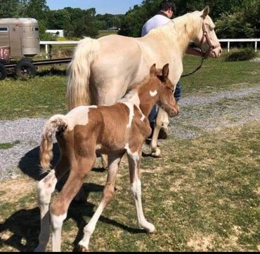 Soldier's WarHammer
Palomino Tobiano Stud