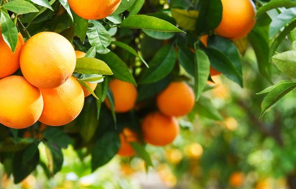 Campo de naranjos con frutos de gran calidad 