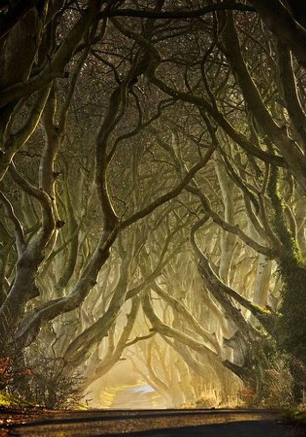 "The Dark Hedges" Game of Thrones