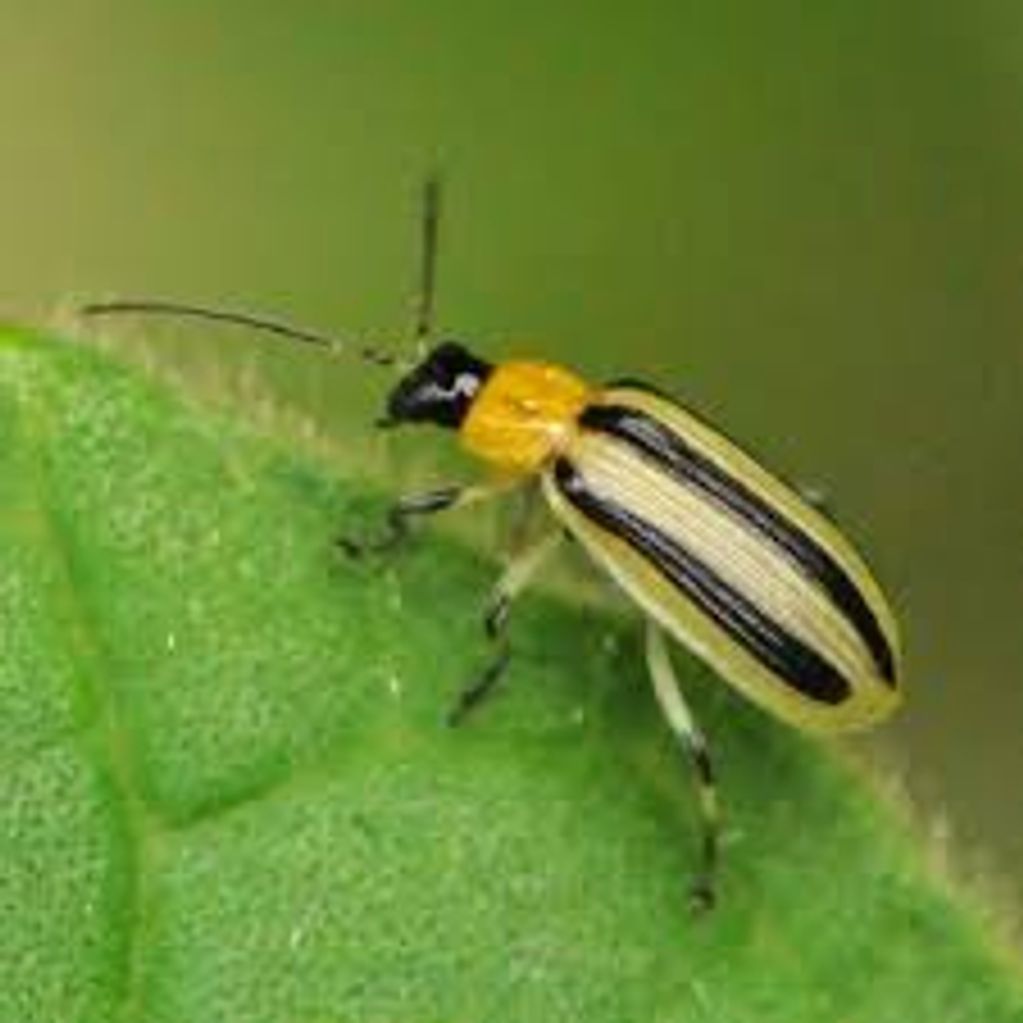 cucumber beetle! Not cool!