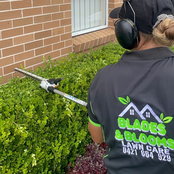 Hedge Trimming a buxus in Cambridge Park 2747