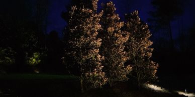 Trees illuminated at night in a dark setting.