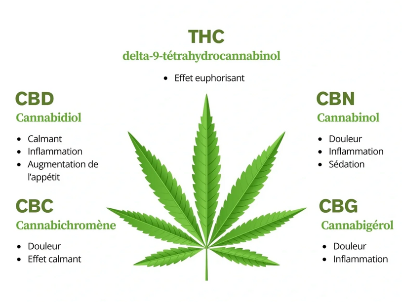 Feuille de cannabis verte sur fond blanc et les divers cannabinoïdes et leurs effets sur le corps