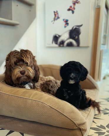 Two Australian Labradoodle puppies in bed