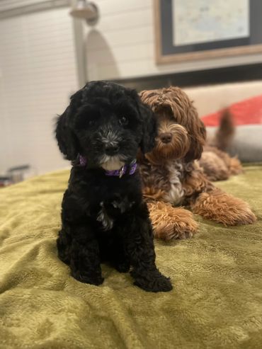 Chocolate Australian Labradoodle and black Australian Labradoodle puppy