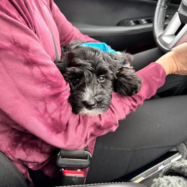 Puppy riding home on Gotcha Day