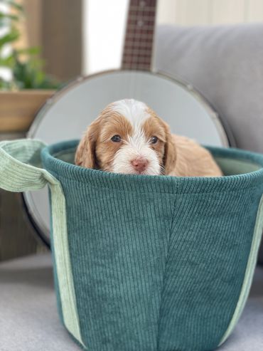 cream and white australian labradoodle puppy with a pink nose sitting in a teal fabric basket