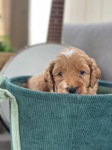 Cream australian labradoodle puppy with a white spot on head and a black nose