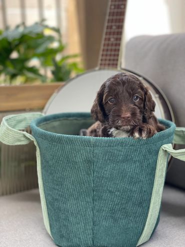 chocolate australian labradoodle puppy with a white chest stripe in a teal cloth basket