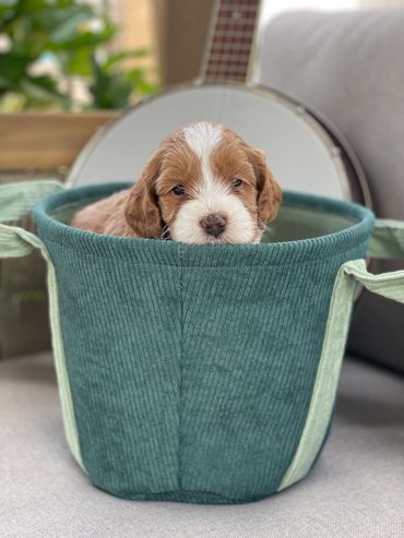 cream and white australian labradoodle puppy sitting in a teal fabric basket