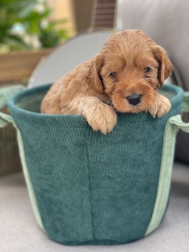 golden australian labradoodle puppy with lighter cream paws sitting in a teal fabric basket