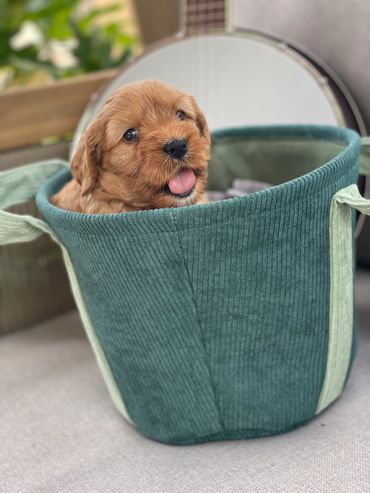 golden australian labradoodle puppy with his pink tongue hanging out sitting in a teal fabric basket
