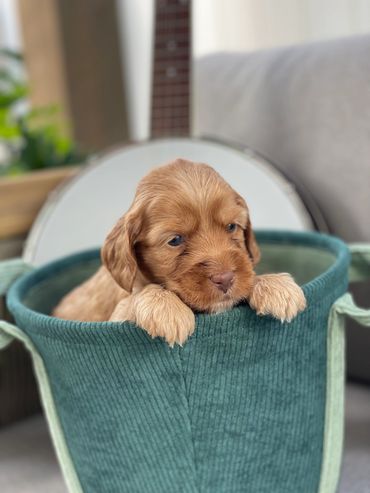 golden colored australian labradoodle puppy sitting in a teal cloth basket