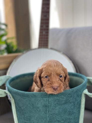 Golden australian labradoodle puppy with rose colored nose sitting in a teal basket