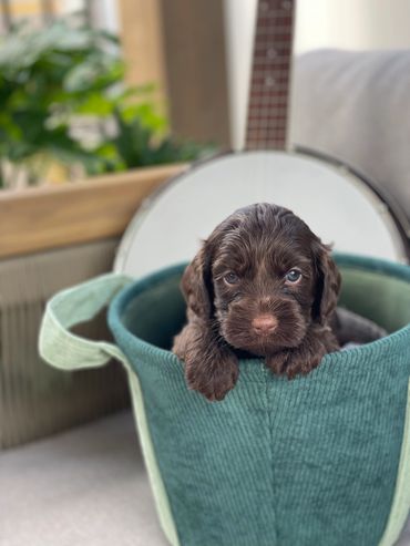 chocolate colored australian labradoodle puppy with rose colored nose sitting in a teal colored bask