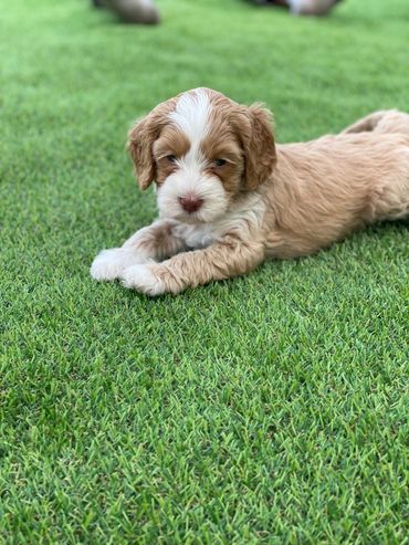 cream and tan Australian Labradoodle puppy lying on green turf