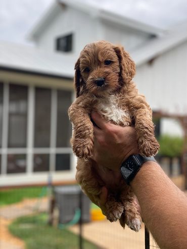 Golden Australian Labradoodle puppy with white chest being held in someone's hands.