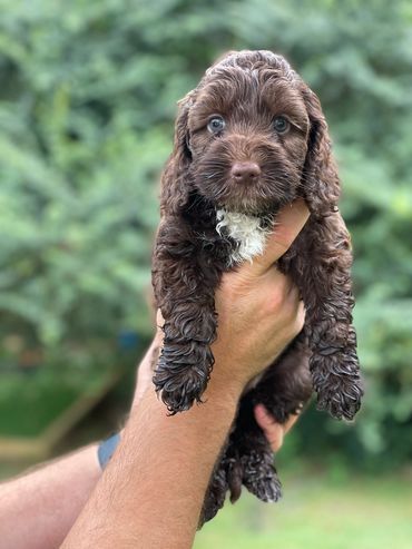 Chocolate Australian Labradoodle puppy with white neck and throat held in someone's hands.