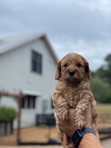 Golden Australian Labradoodle puppy with pale legs held in someone's hands.