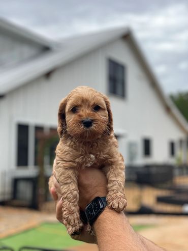Golden Australian Labradoodle puppy with white chest marking held in someone's hands.