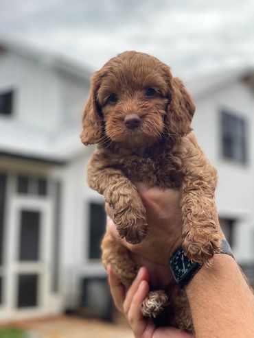 Golden Australian Labradoodle puppy held in someone's hands