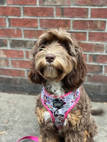 Australian Labradoodle in harness sitting