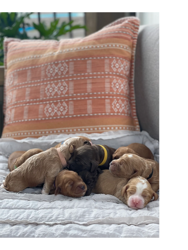 Chocolate, cream and caramel small puppies piled on top of each other with a southwestern pillow in