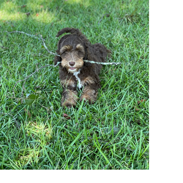 Australian Labradoodle puppy with stick
