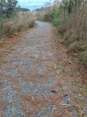 Ragged Island pathway leads to James River.