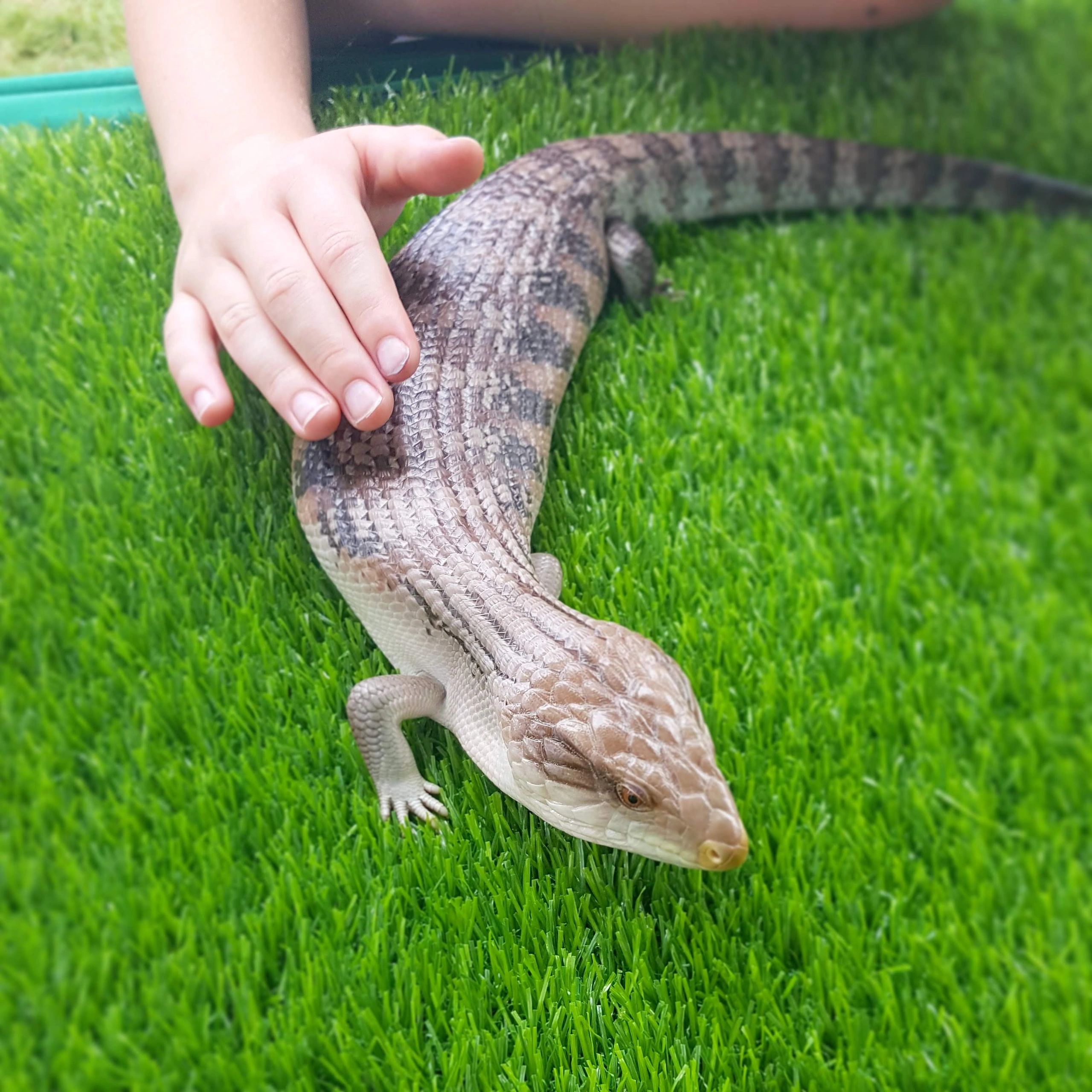 Petting Zoo - Animal Encounters