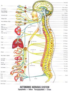 Chiropractor in Tampa