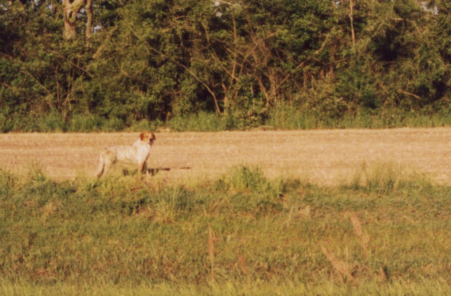 One of the country dogs of Dogs of 331. Listen to the audio in the blog.