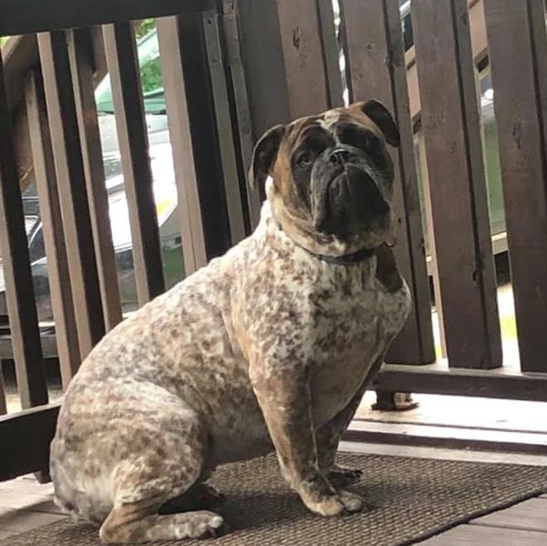 Olde English Bulldogge Photos