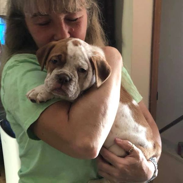 Olde English Bulldogge Photos