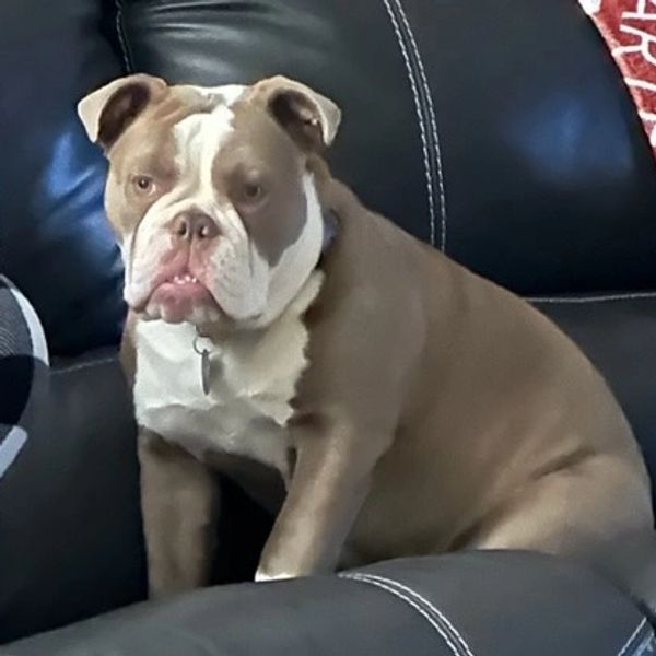 Olde English Bulldogge Photos