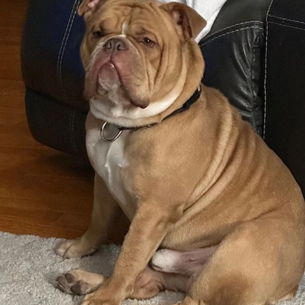 Olde English Bulldogge Photos