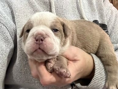 Olde English Bulldogges Farm Raised and Loved