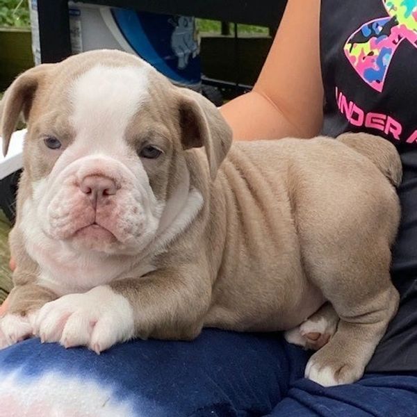 Olde English Bulldogge Photos