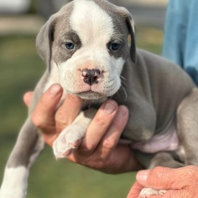 Averys Acres Quick Facts