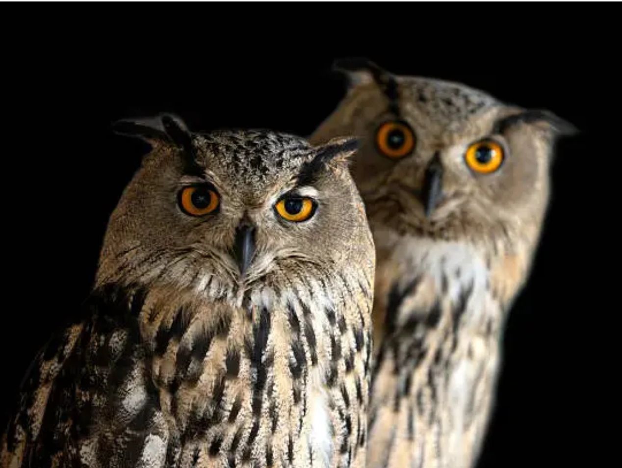 Two owls with bright orange eyes against a dark background.