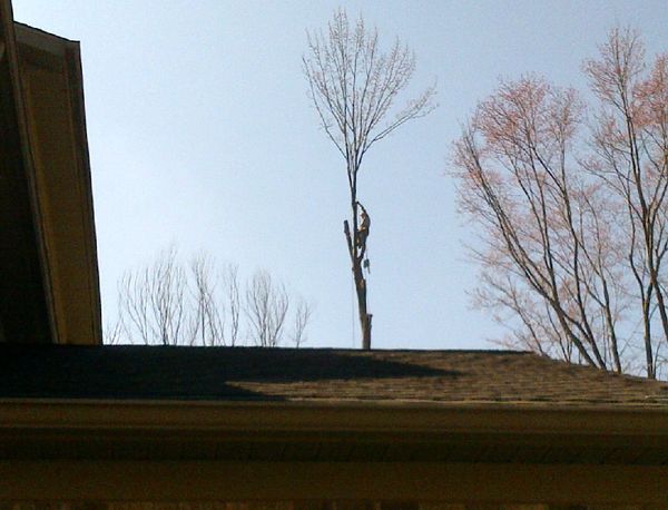 2023 - Tree Removal - Bainbridge, OH