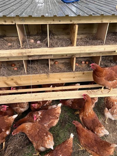 Brown hens around a wooden nesting box with eggs inside.