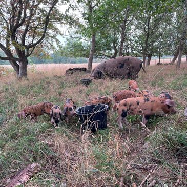 A group of spotted piglets and a sow in a grassy, wooded field.