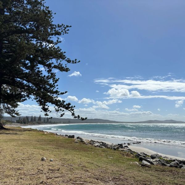 Sunny beach scene with a large tree and sparkling ocean waves.