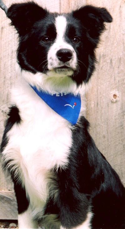 Emmy, my much beloved Border Collie, now at the Rainbow Bridge